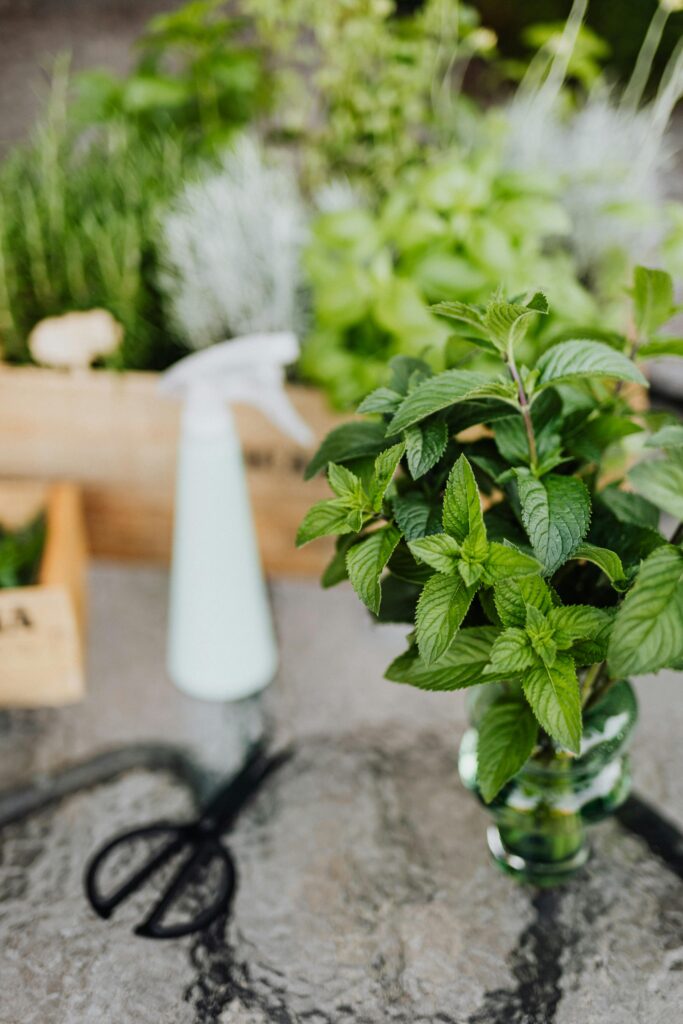 Ein frischer Pfefferminzstrauß in einem durchsichtigen Glas auf einer steinernen Oberfläche im Fokus, mit einer Gießkanne und Gartenutensilien unscharf im Hintergrund, was die Frische und Natürlichkeit von Kräutern für den häuslichen Gebrauch hervorhebt.