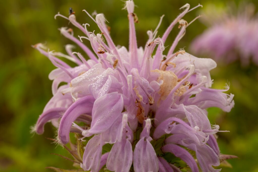 Nahaufnahme einer Bergamotteblüte mit zarten lila Blütenblättern, bedeckt mit Morgentau, gegen einen grünen, unscharfen Hintergrund, was die natürliche Schönheit und Feinheit dieser Pflanze hervorhebt.